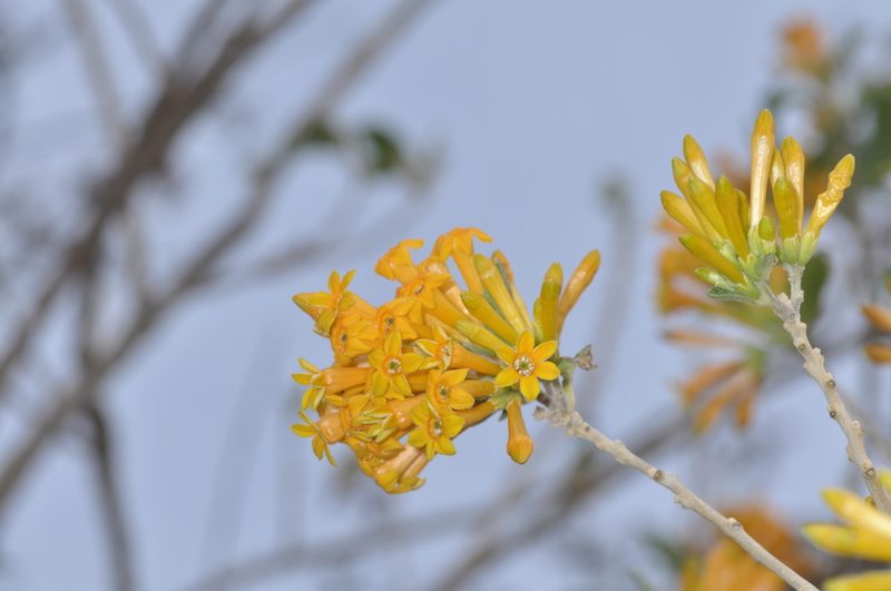 Cestrum lorentzianum, photographed by aacocucci