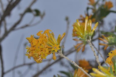 Cestrum lorentzianum, photographed by aacocucci