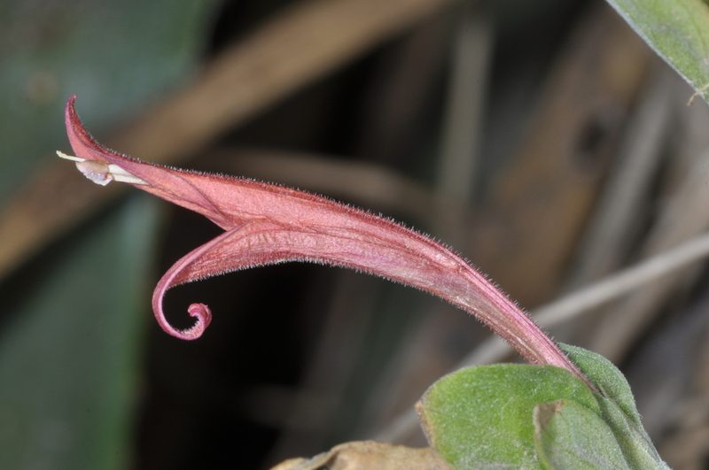 Dicliptera scutellata, photographed by aacocucci