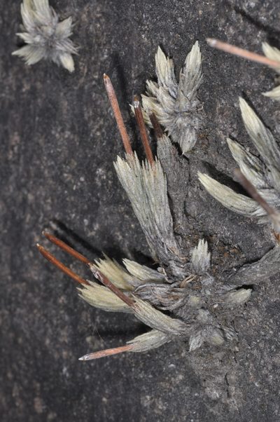 Tillandsia minutiflora, photographed by aacocucci