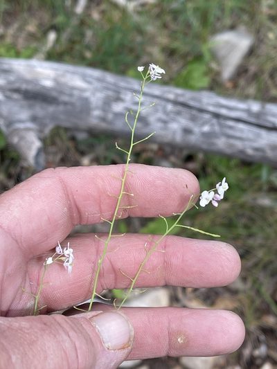 Mostacillastrum subauriculatum, photographed by CK2AZ