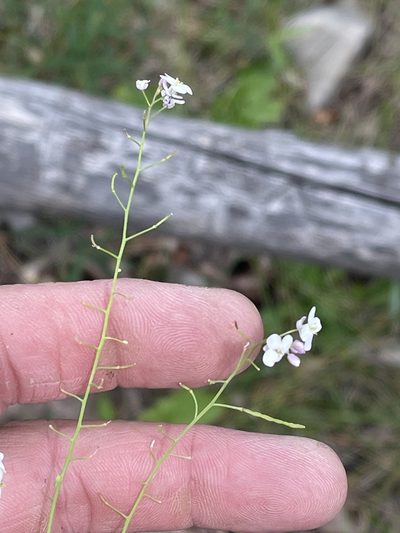 Mostacillastrum subauriculatum, photographed by CK2AZ