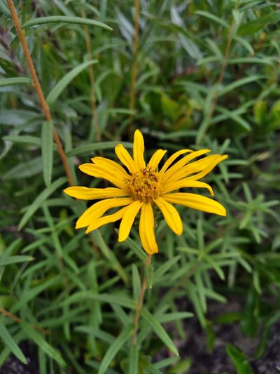 Phoebanthus grandiflorus, photographed by Scott Ward