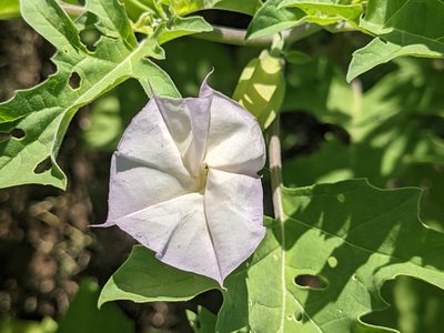 Datura quercifolia, photographed by Dominic Gentilcore