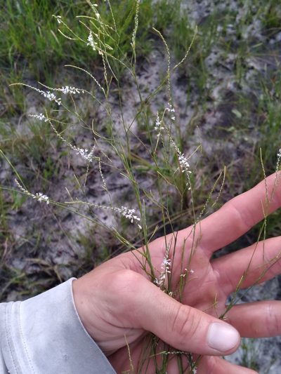 Polygonella ciliata, photographed by Scott Ward