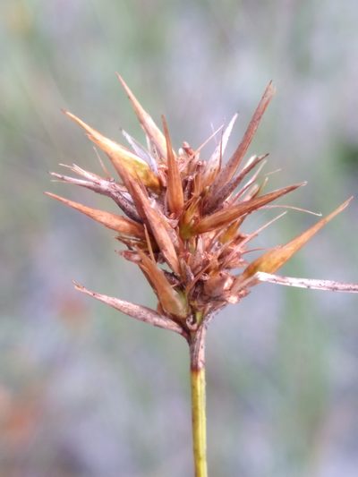 Rhynchospora megaplumosa, photographed by Scott Ward