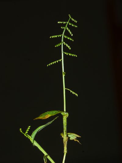 Paspalum canarae, photographed by S.MORE