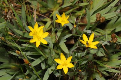 Sisyrinchium californicum, photographed by Stephen James McWilliam
