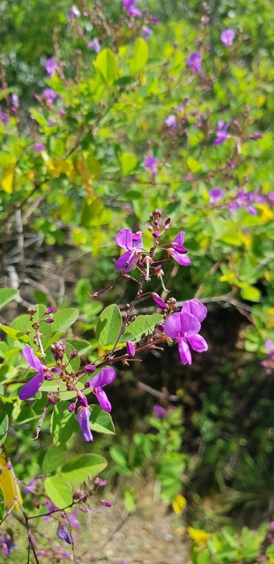 Desmodium orbiculare, photographed by Eugenio Padilla