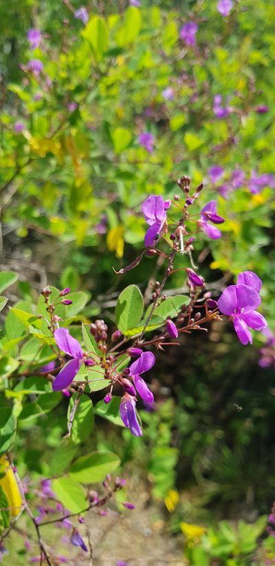 Desmodium orbiculare, photographed by Eugenio Padilla