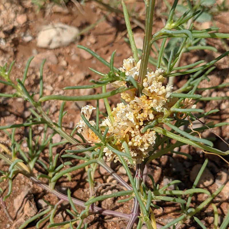 Cuscuta umbellata, photographed by Dominic Gentilcore