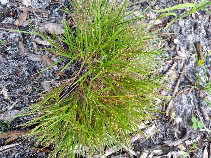 Dichanthelium breve, photographed by Scott Ward
