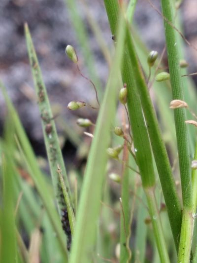 Dichanthelium breve, photographed by Scott Ward