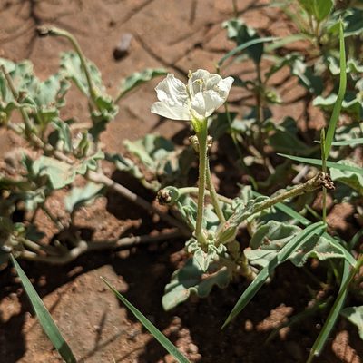 Acleisanthes diffusa, photographed by Dominic Gentilcore