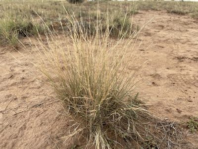 Aristida purpurea, photographed by Bobby McCabe