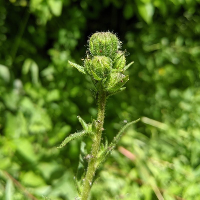Kyhosia bolanderi, photographed by Zac Peterson