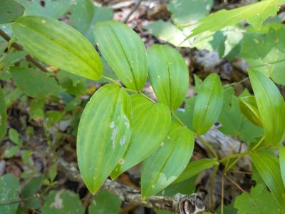 Uvularia puberula, photographed by Harold Smith