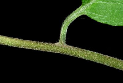 Myriopus volubilis, photographed by Douglas Goldman