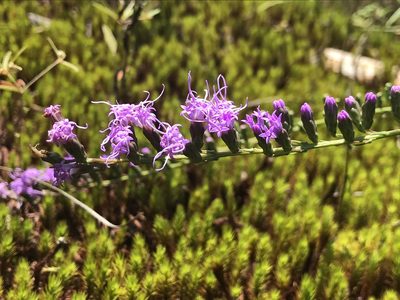 Liatris microcephala, photographed by anguspritchard
