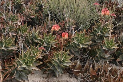 Aloe distans, photographed by Tony Rebelo