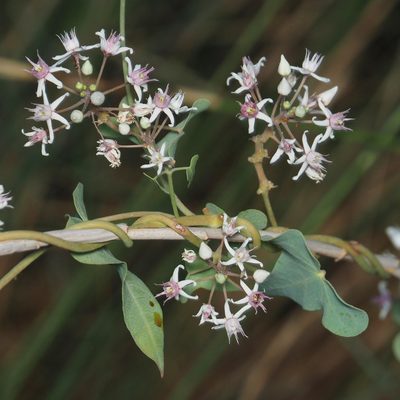 Cynanchum acutum, photographed by Katja Schulz