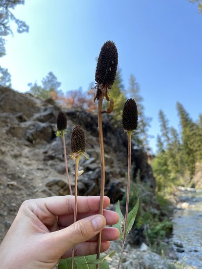 Rudbeckia occidentalis, photographed by Amelia Tauber
