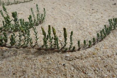 Amphiglossa callunoides, photographed by Brian du Preez
