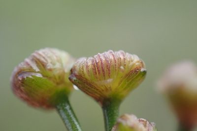 Alisma gramineum