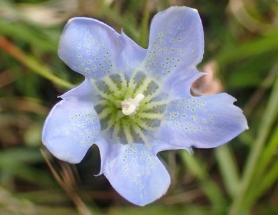 Gentiana pneumonanthe, photographed by Thomas Gyselinck