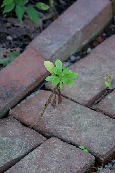 Nipponanthemum nipponicum, photographed by Bonnie Semmling