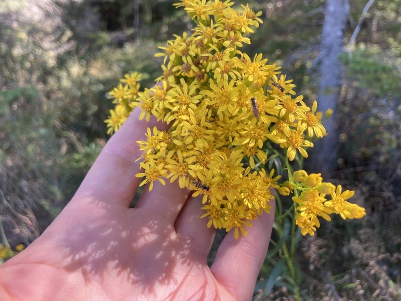 Solidago houghtonii, photographed by Derek