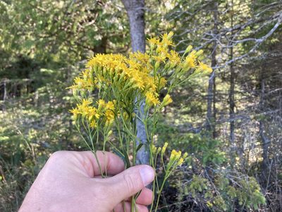 Solidago houghtonii, photographed by Derek