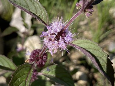 Mentha canadensis, photographed by Derek