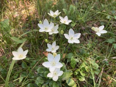 Parnassia glauca, photographed by Derek