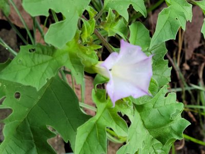 Datura quercifolia, photographed by Martin Havran