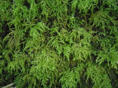 Porotrichum madagassum, photographed by Nicola van Berkel