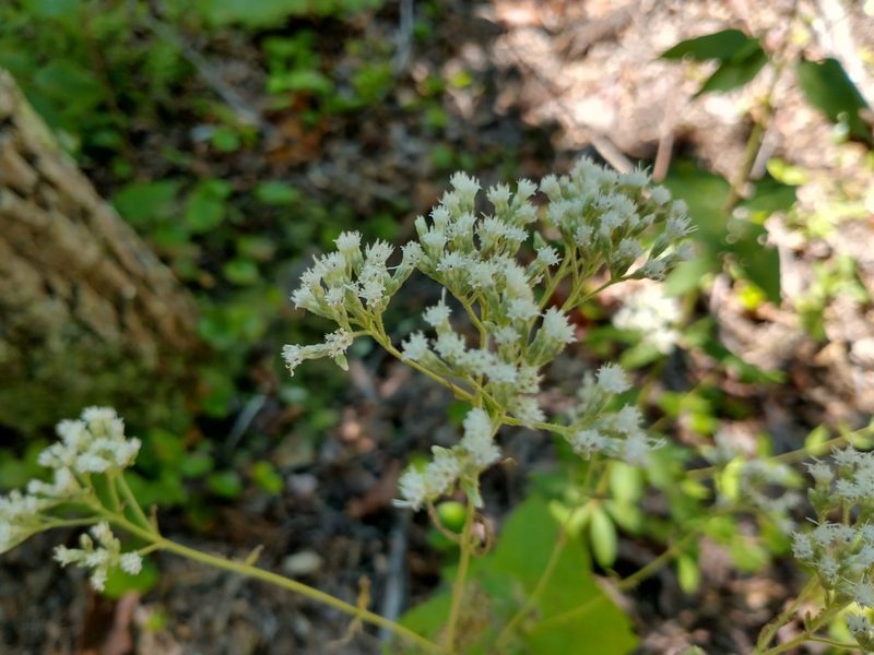 Carpesium glossophyllum, photographed by Harold Smith