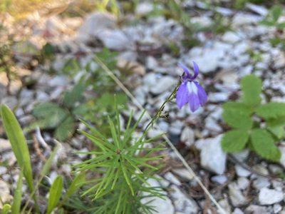 Lobelia kalmii, photographed by Derek