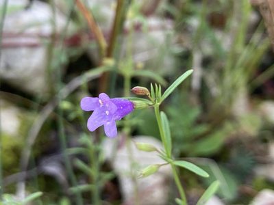 Clinopodium arkansanum, photographed by Derek