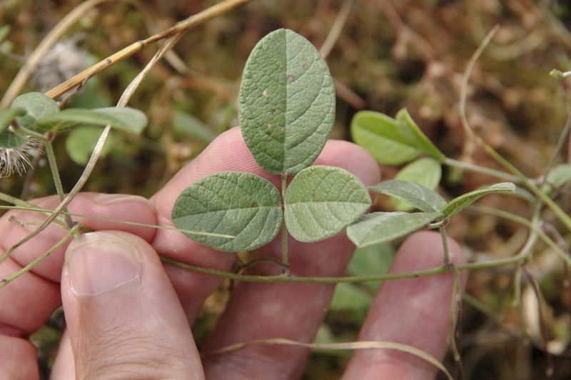 Galactia canescens, photographed by Eric Knight