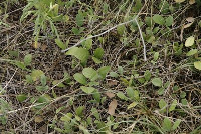 Galactia canescens, photographed by Eric Knight