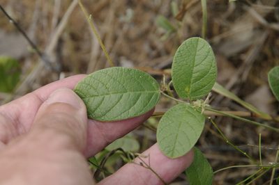 Galactia canescens, photographed by Eric Knight