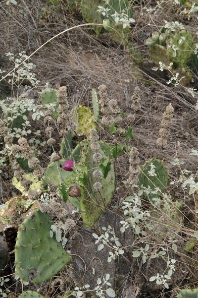 Monarda stanfieldii, photographed by Eric Knight