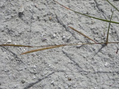 Sporobolus pumilus, photographed by Ben Machado