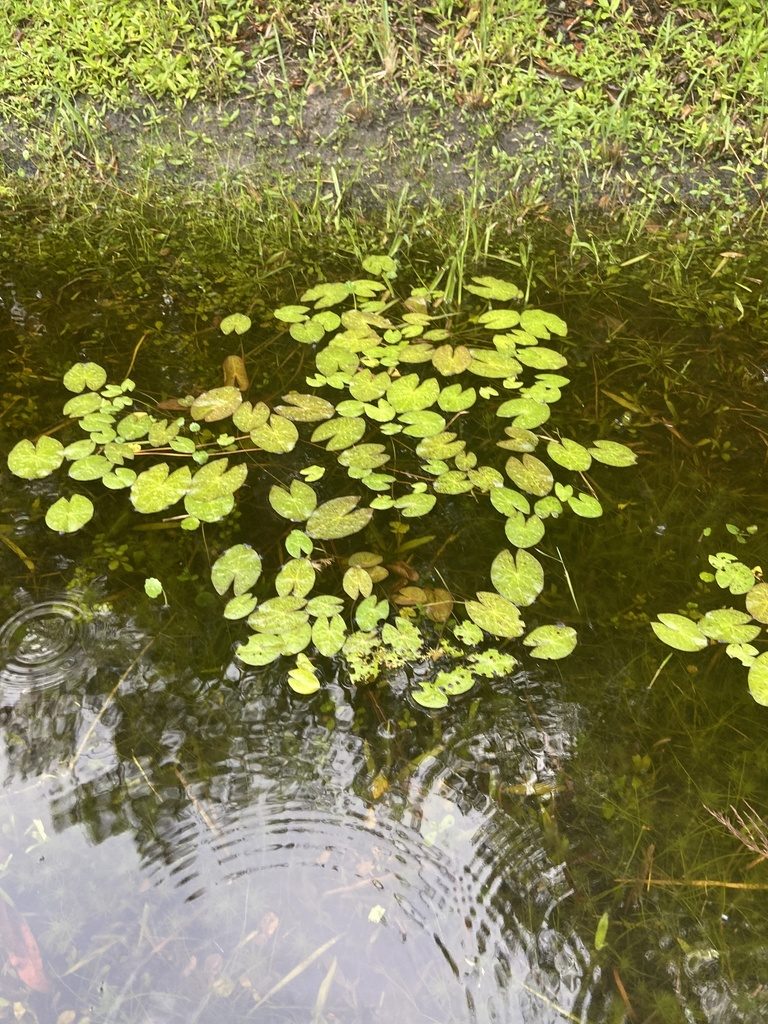 Nymphaea jamesoniana, photographed by brycelee