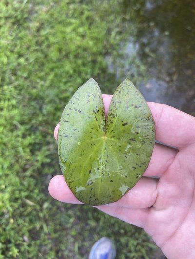 Nymphaea jamesoniana, photographed by brycelee