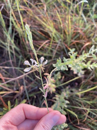Oenothera cinerea, photographed by Emily Geest