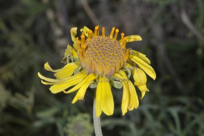 Gaillardia megapotamica, photographed by aacocucci