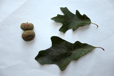 Quercus lyrata, photographed by Jeff Clark