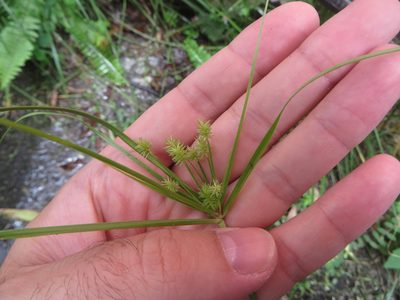 Cyperus croceus, photographed by Ben Machado